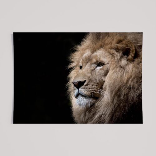 EARTHLY LION