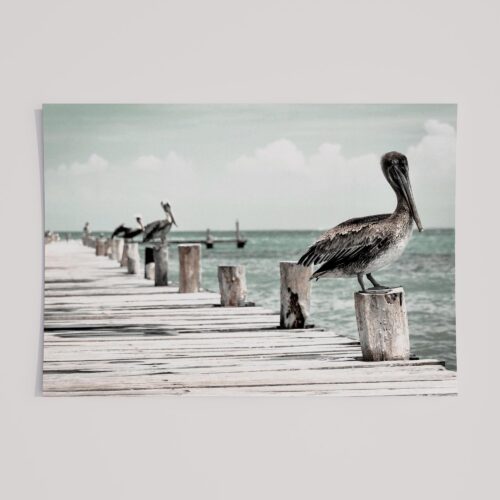 EARTHLY PELICAN