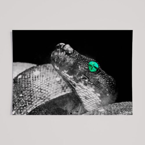 WINDOW TO THE SOUL - SNAKE