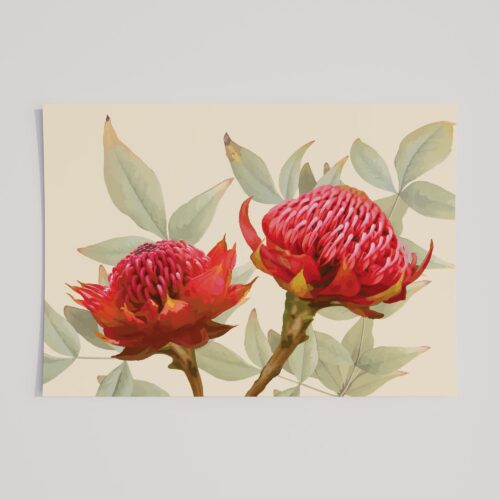 WARRATAH BLOOM