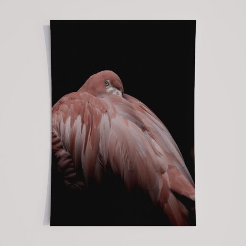 EARTHLY FLAMINGO